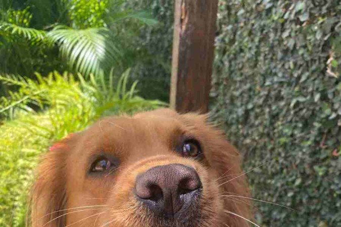 A golden Lessie é como a filha caçula da família: recebe mimos e atenção de todos