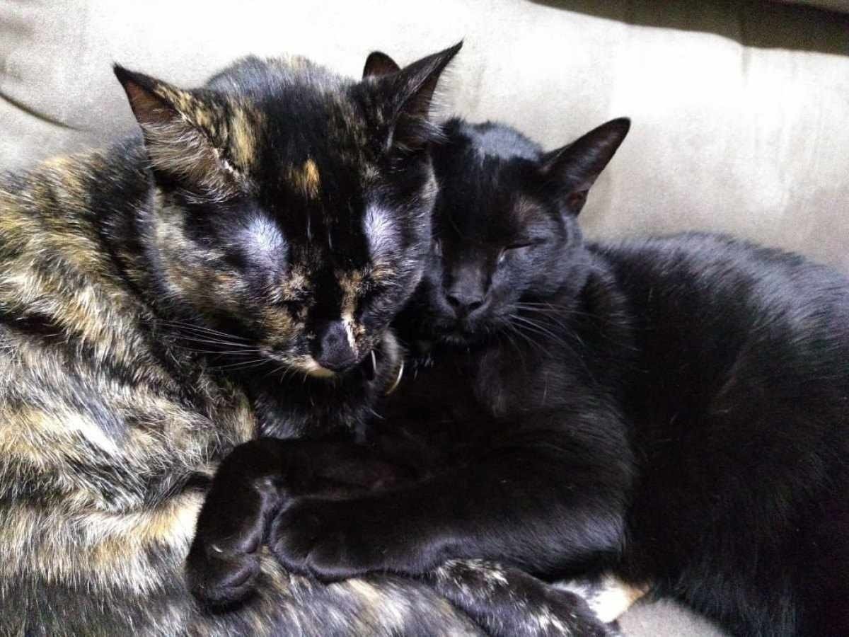 Lisa (escaminha) e Bart (preto) são os pets da família de Márcia