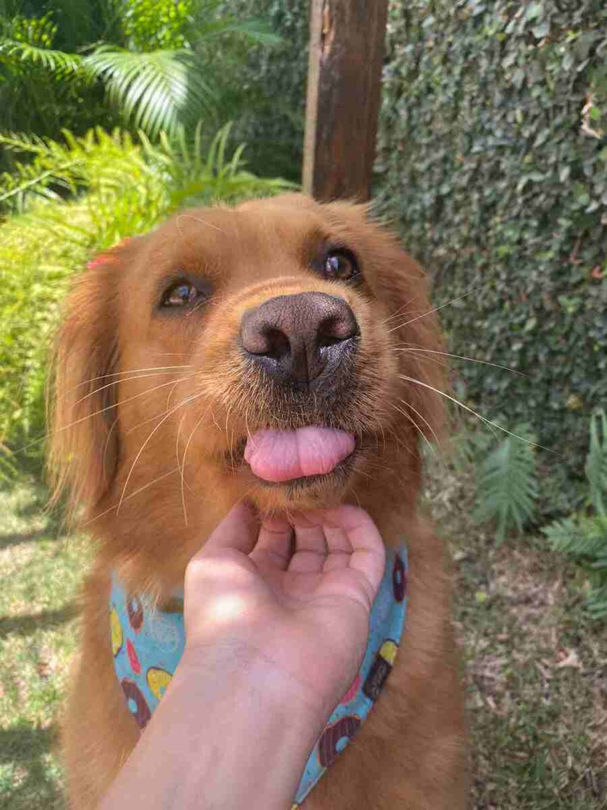 A golden Lessie é como a filha caçula da família: recebe mimos e atenção de todos