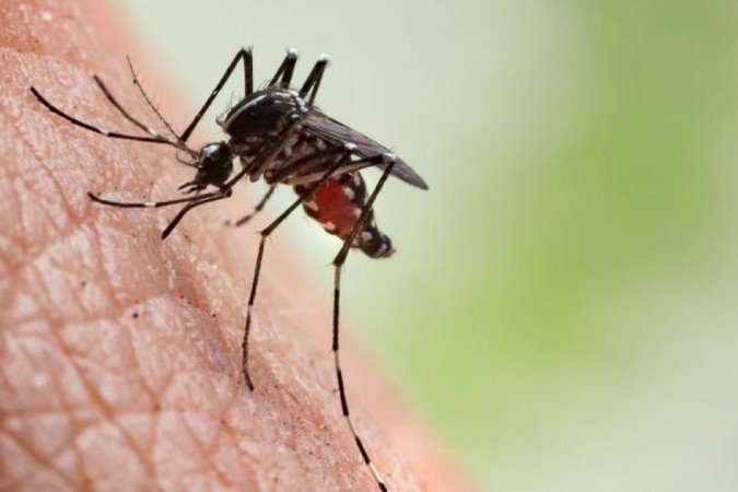 Assim como dengue e zika, o chikungunya também é transmitido pelo mosquito Aedes aegypti - (crédito: Getty Images) Assim como dengue e zika, o chikungunya também é transmitido pelo mosquito Aedes aegypti - (crédito: Getty Images)