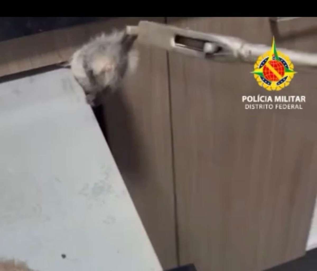Veja o resgate de um saruê que se escondeu no forno de uma casa