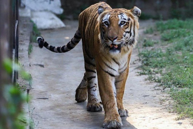 Estima-se que a Índia tenha mais de 70% dos tigres do planeta - (crédito: Getty Images) Estima-se que a Índia tenha mais de 70% dos tigres do planeta - (crédito: Getty Images)