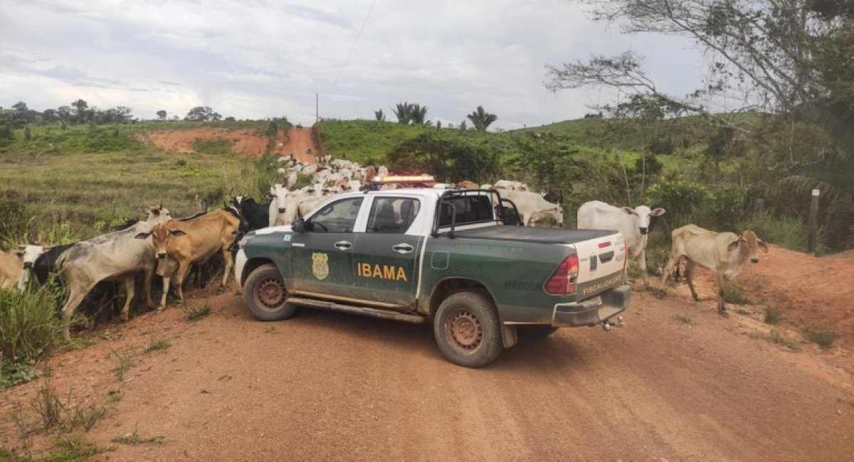 Ibama apreende 3 mil cabeças de gado em áreas embargadas na Amazônia