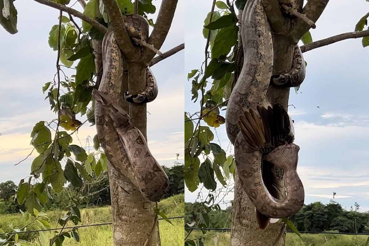 Turistas flagram momento em que Jiboia de quase 2 metros engole pássaro