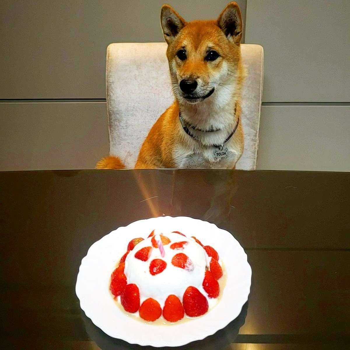 Polda, paciente da veterinária Priscila Borges, comemorando seu aniversário com a receita de bolo sugerida pela especialista Polda, paciente da veterinária Priscila Borges, comemorando seu aniversário com a receita de bolo sugerida pela especialista