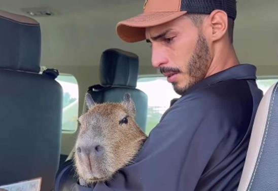 Influenciador consegue guarda provisória da Capivara Filó; entenda a disputa