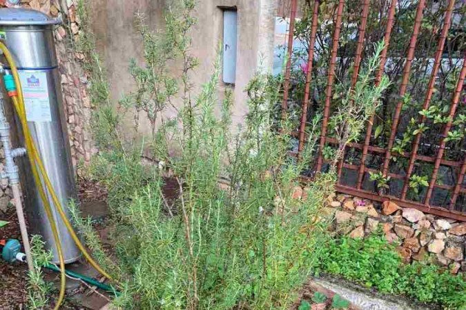 Horta criada pela Flora Orgânicos