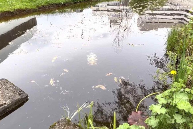 O Jellyfish-Bot (o objeto branco, ao centro), durante teste em lago: os cientistas aperfeiçoam a pesquisa para, em breve, fazer com que o robô sem fio se movimente em várias direções - (crédito: Instituto Max Planck para Sistemas Inteligentes (MPI-IS) ) O Jellyfish-Bot (o objeto branco, ao centro), durante teste em lago: os cientistas aperfeiçoam a pesquisa para, em breve, fazer com que o robô sem fio se movimente em várias direções - (crédito: Instituto Max Planck para Sistemas Inteligentes (MPI-IS) )