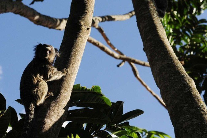 A medida é para impedir que os macacos comam os adornos florais colocados para o encontro - (crédito: Minervino Júnior/CB/D.A.Press) A medida é para impedir que os macacos comam os adornos florais colocados para o encontro - (crédito: Minervino Júnior/CB/D.A.Press)
