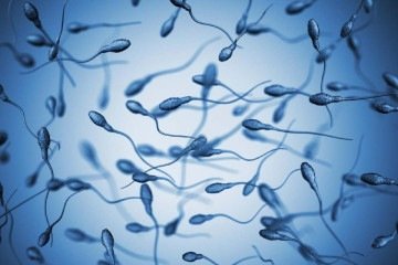 Segundo a OMS, homens com contagens inferiores a 15 milhões de gametas por milímetro de sêmen podem demorar mais de um ano para conceber um filho - (crédito: wikimedia commons/Divulgação) Segundo a OMS, homens com contagens inferiores a 15 milhões de gametas por milímetro de sêmen podem demorar mais de um ano para conceber um filho - (crédito: wikimedia commons/Divulgação)