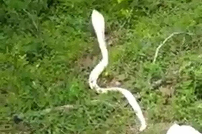 O contato com cobras nessa região da Índia aumenta com o início do período chuvoso -  (crédito: Reprodução/ Facebook Wildlife & Nature Conservation Trust (WNCT))