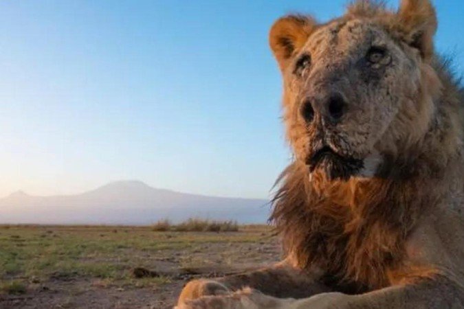 (crédito: LION GUARDIANS / FACEBOOK ) (crédito: LION GUARDIANS / FACEBOOK )