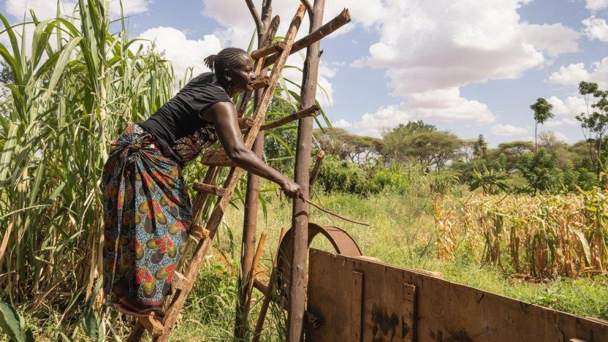 'Tenho medo de que elefantes me matem': como mudança climática mudou comportamento animal na África