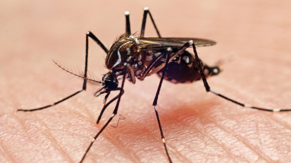 Como mosquito egípcio chegou ao Brasil e matou 10 mil pessoas 