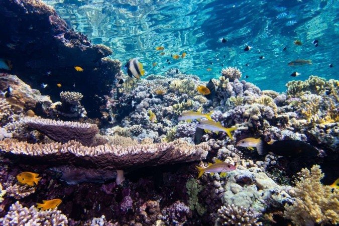 Diferentes habitats, como a Grande Barreira de Corais, na Austrália, comportam diversidades de micro-organismos
- (crédito: Sahchaf Ben Ezra) Diferentes habitats, como a Grande Barreira de Corais, na Austrália, comportam diversidades de micro-organismos
- (crédito: Sahchaf Ben Ezra)