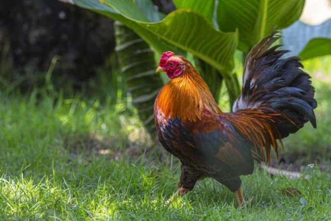  (crédito: Freepik/Reprodução)