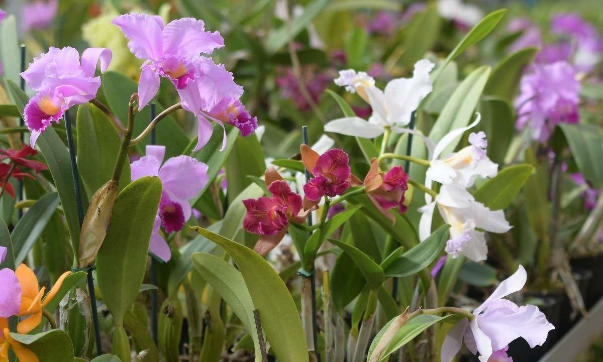Produção de orquídeas aumentou 30% no DF, entre 2021 e 2022 Produção de orquídeas aumentou 30% no DF, entre 2021 e 2022