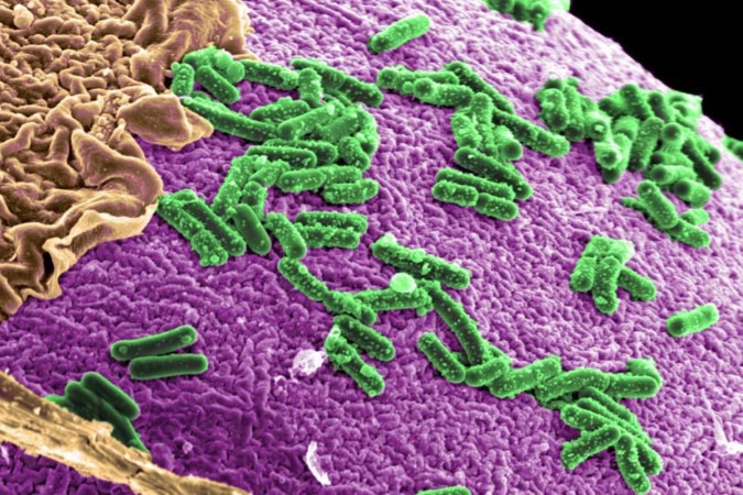 Micróbios presentes no trato gastrointestinal têm distintas tarefas -  (crédito: Courtesy of Pacific Northwest National Laboratory/Divulgação )