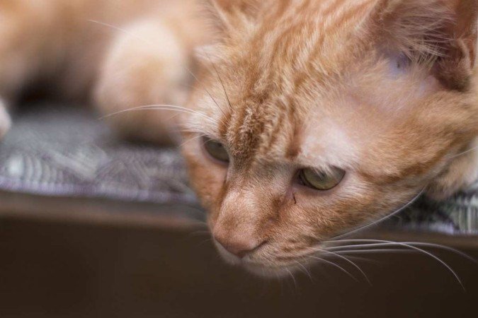 Foto ilustrativa de um gato em situação de rua - (crédito: juliano hippie/Pixabay) Foto ilustrativa de um gato em situação de rua - (crédito: juliano hippie/Pixabay)