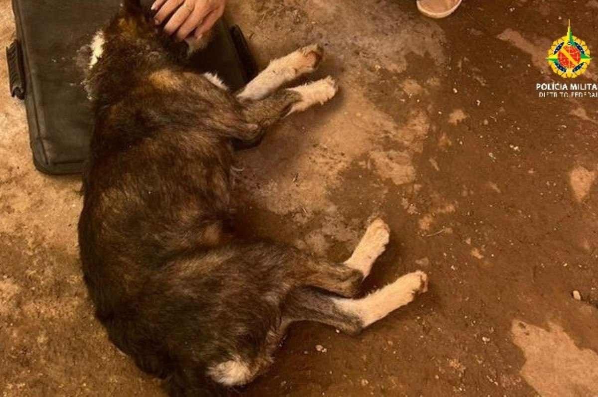 Preso por tentar matar cachorra a golpes de machadinha 