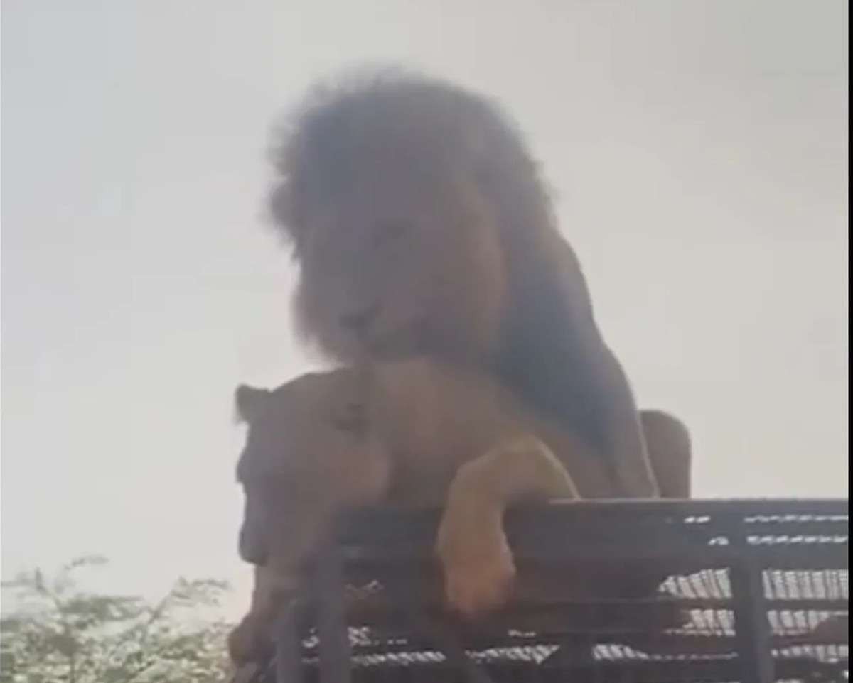 Vídeo flagra casal de leões acasalando sobre jipe de safari no Senegal