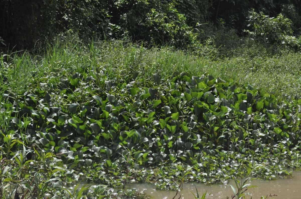 Intervenção celebra ambientes naturais no Museu Nacional da República