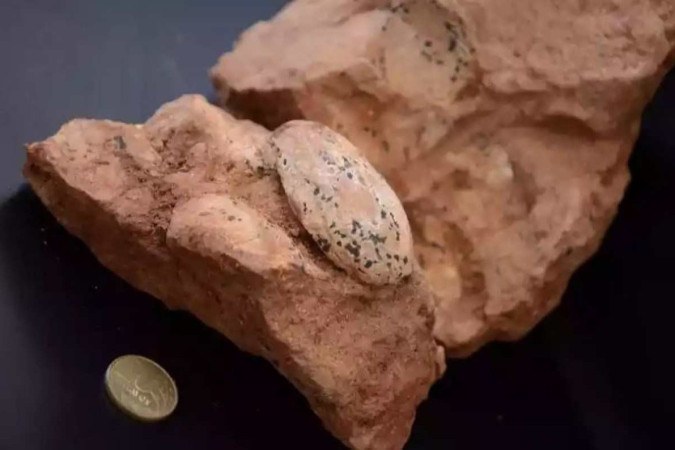 Ninho de ovos de dinossauro achado em Uberaba é o primeiro