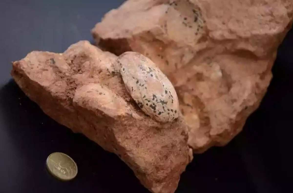 Ninhada com ovos de 80 milhões de anos é encontrada em rodovia de Minas Gerais