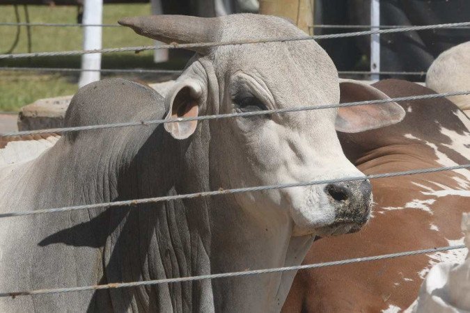 Brasil conseguiu 78 novas autorizações para exportações de produtos do agronegócio para 39 países - (crédito: Ed Alves/CB/DA.Press) Brasil conseguiu 78 novas autorizações para exportações de produtos do agronegócio para 39 países - (crédito: Ed Alves/CB/DA.Press)