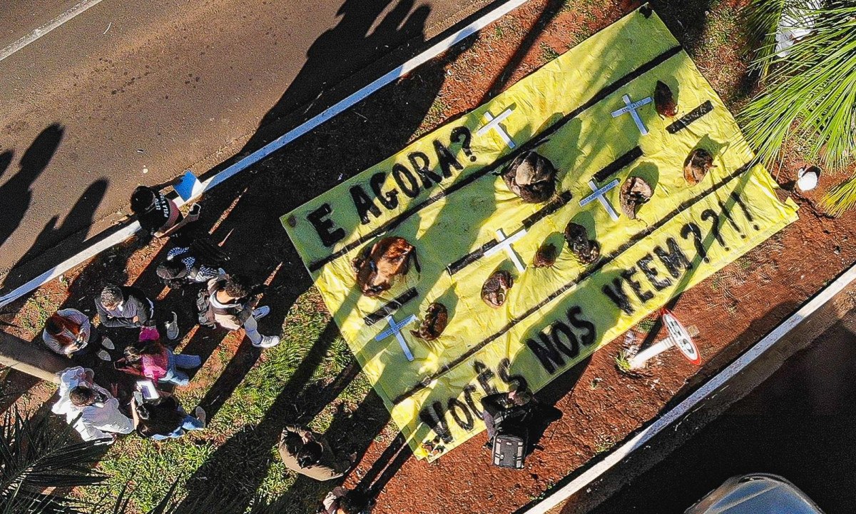 A rodovia que mata mais de 2 mil animais silvestres por ano 