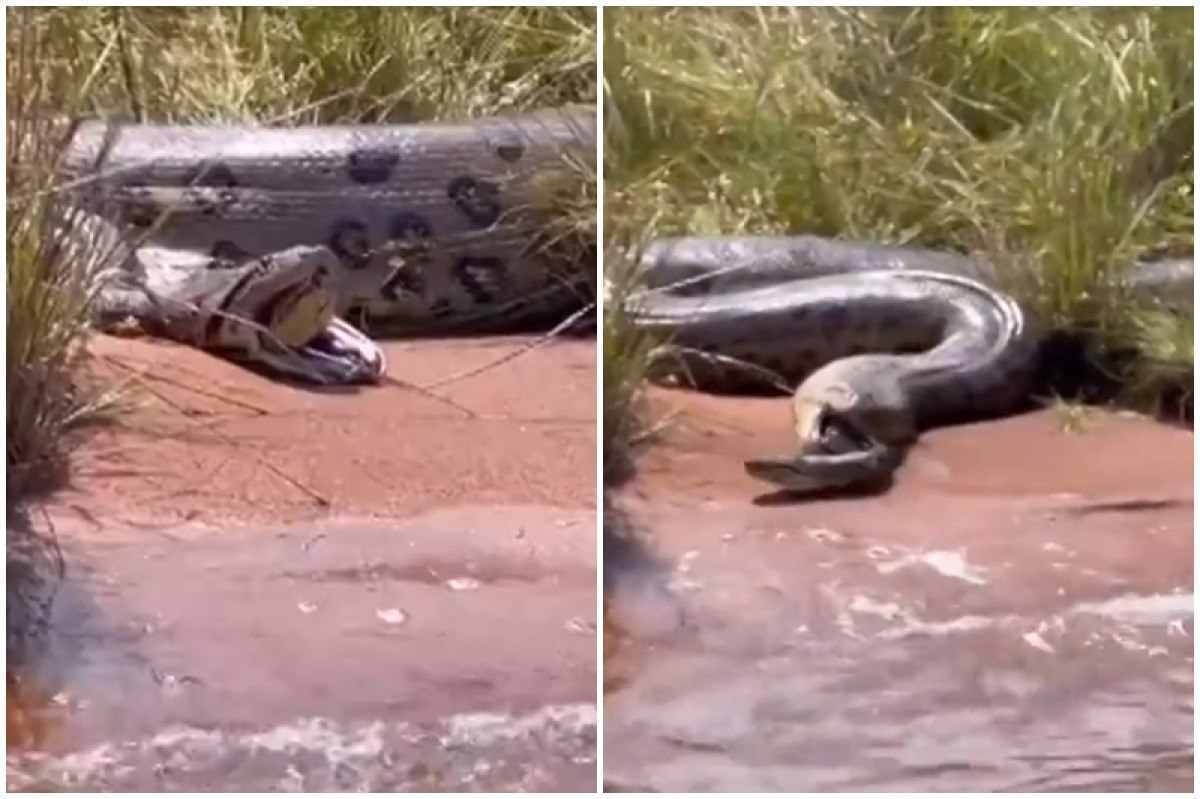 Butantan pesquisará vídeo de sucuri gigante regurgitando outra cobra