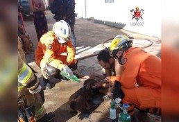  (crédito: CBMDF/Divulgação)