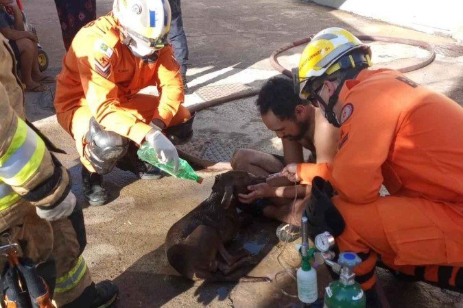 Cachorro foi salvo pelo Corpo de Bombeiros Militar do Distrito Federal (CBMDF) na manhã deste domingo (28/05)