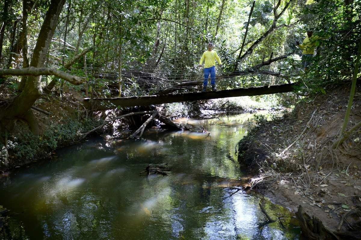 Estudo mostra que reflorestar matas ciliares pode ser lucrativo