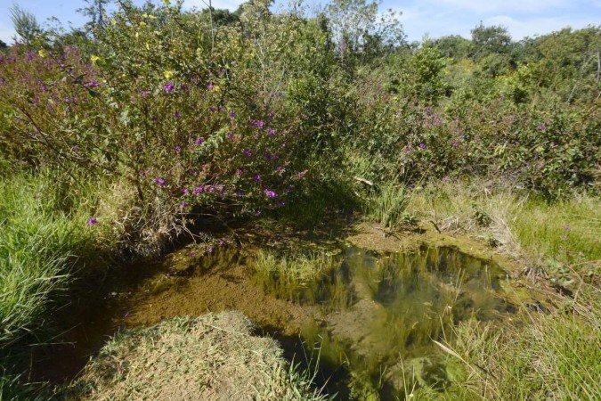  (crédito:  Marcelo Ferreira/CB/D.A Press)