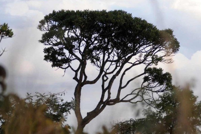  31/05/2023. CrÃ©dito: Minervino JÃºnior/CB/D.A Press. Brasil.  Brasilia - DF. Cerrado prÃ³ximo a Floresta Nacional.