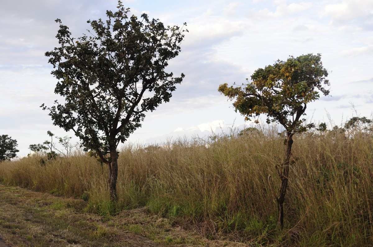 Desmatamento avança no Cerrado e cai na Amazônia; entenda