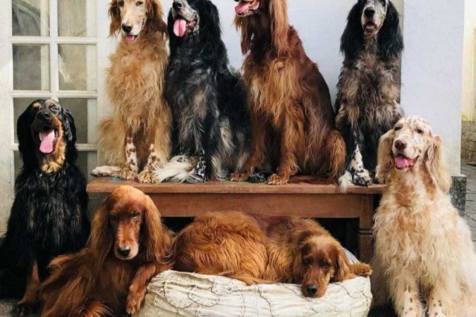 Ator era apaixonado pelos oito cachorros