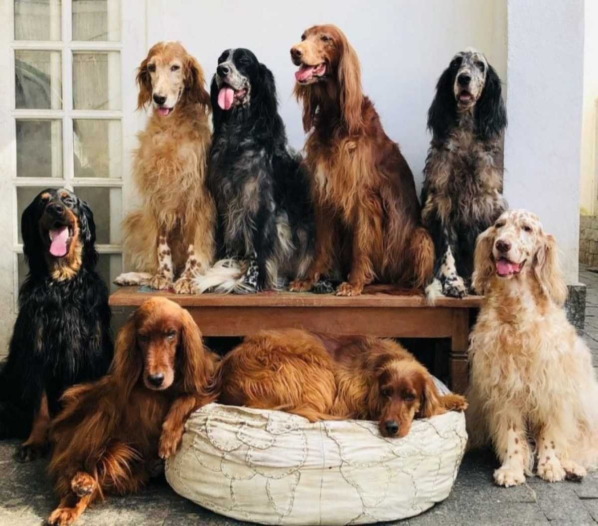 Ator era apaixonado pelos oito cachorros