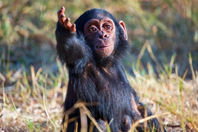 Como os bebês humanos, jovens chimpanzés combinam formas de se comunicar