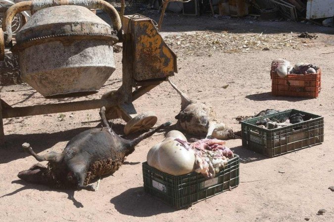 On&ccedil;as mataram 14 ovelhas e feriram outras tr&ecirc;s em Valpara&iacute;so de Goi&aacute;s