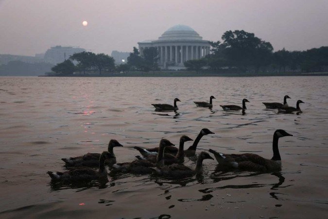 Um bando de gansos nada em frente ao Thomas Jefferson Memorial enquanto uma fumaça nebulosa cobre Washington, a capital dos Estados Unidos - (crédito: Alex Wong/Getty Images via AFP) Um bando de gansos nada em frente ao Thomas Jefferson Memorial enquanto uma fumaça nebulosa cobre Washington, a capital dos Estados Unidos - (crédito: Alex Wong/Getty Images via AFP)