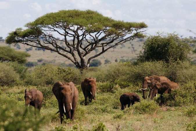 A mulher morta fazia parte de uma grupo de pessoas que observavam os elefantes na Zâmbia -  (crédito: Juan Cantalapiedra)