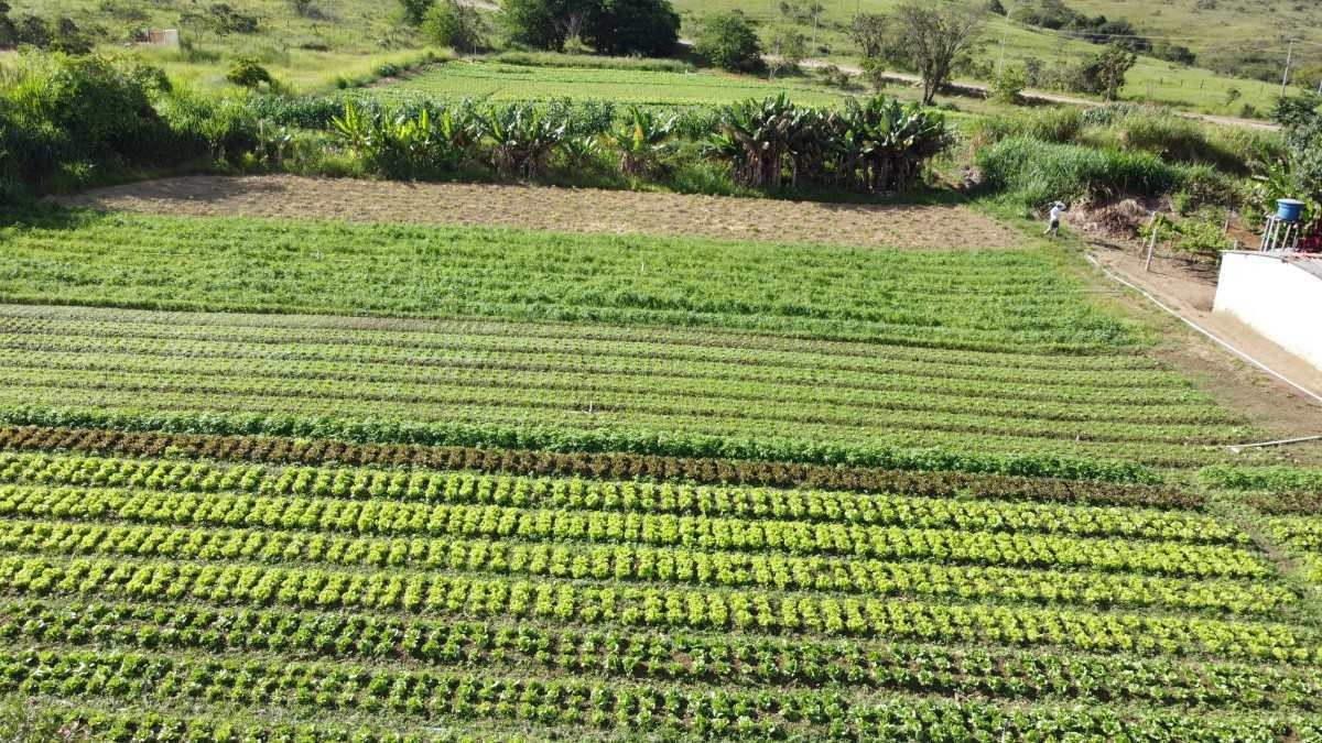 Novo cenário para a integração dos sistemas agroalimentares 