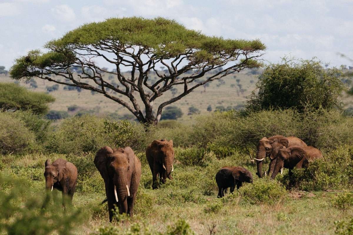 Ataque de elefante mata 2ª turista norte-americana neste ano na Zâmbia