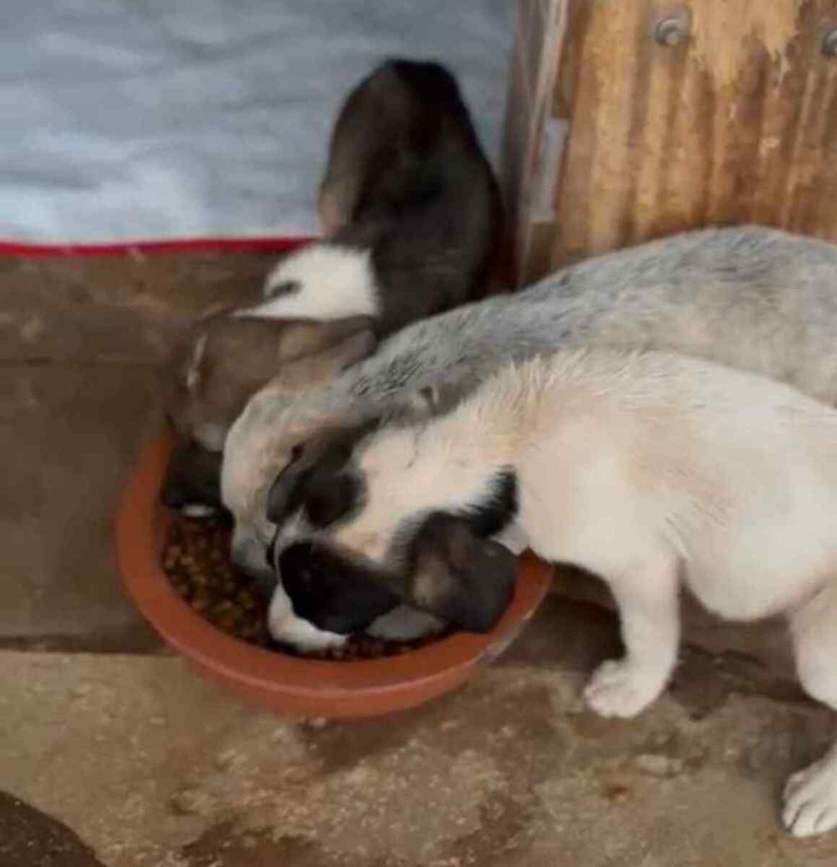 Cães que precisavam devorar filhotes para sobreviver são resgatados