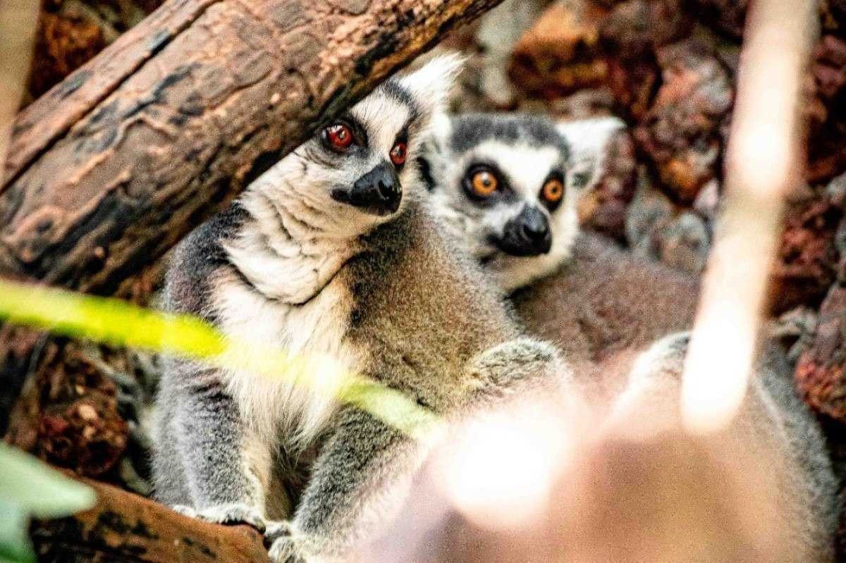 Após quarentena, casal de lêmures pode ser visitado no Zoo de Brasília