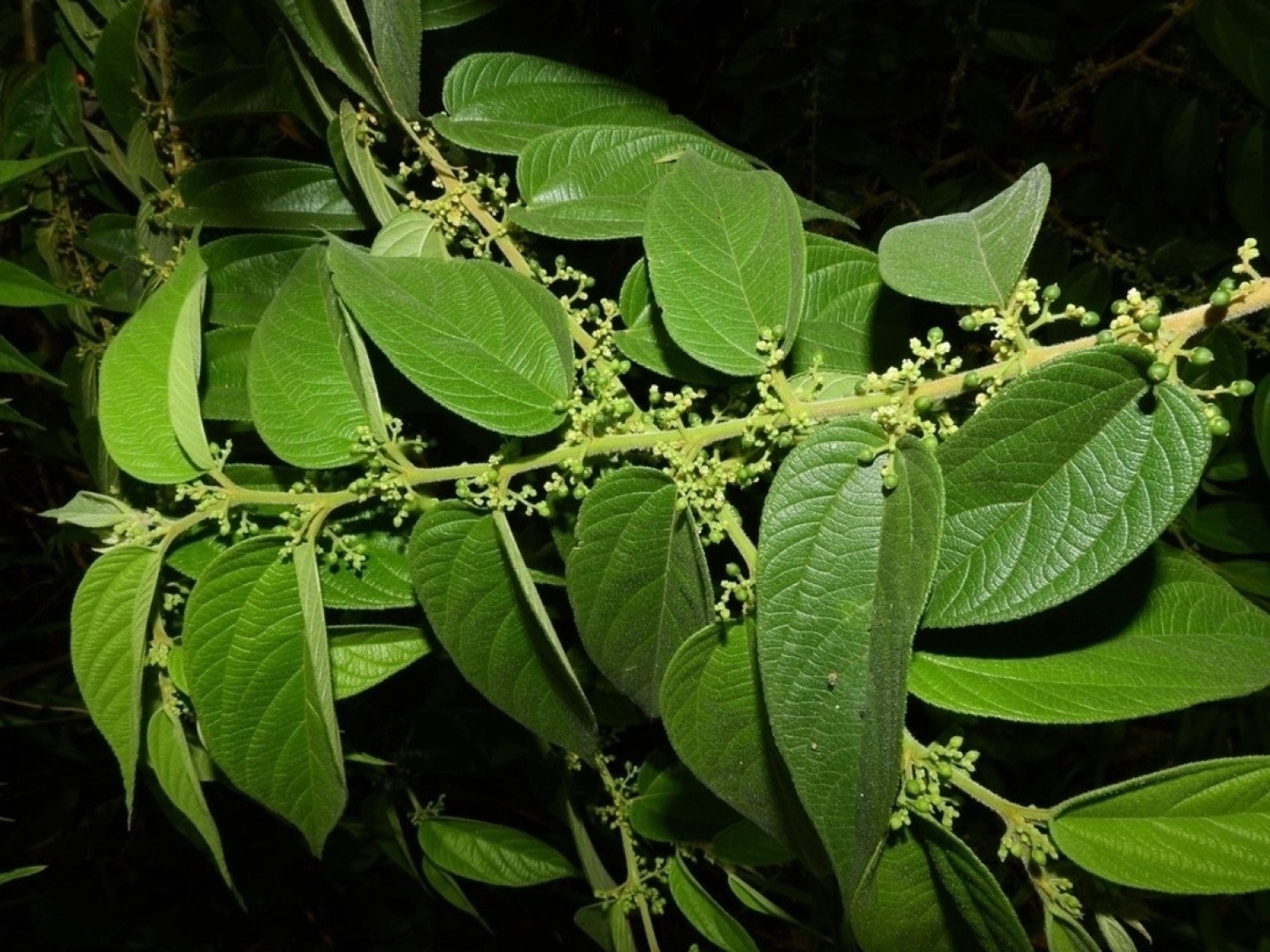 Pesquisa da UFRJ identifica canabidiol em planta nativa brasileira