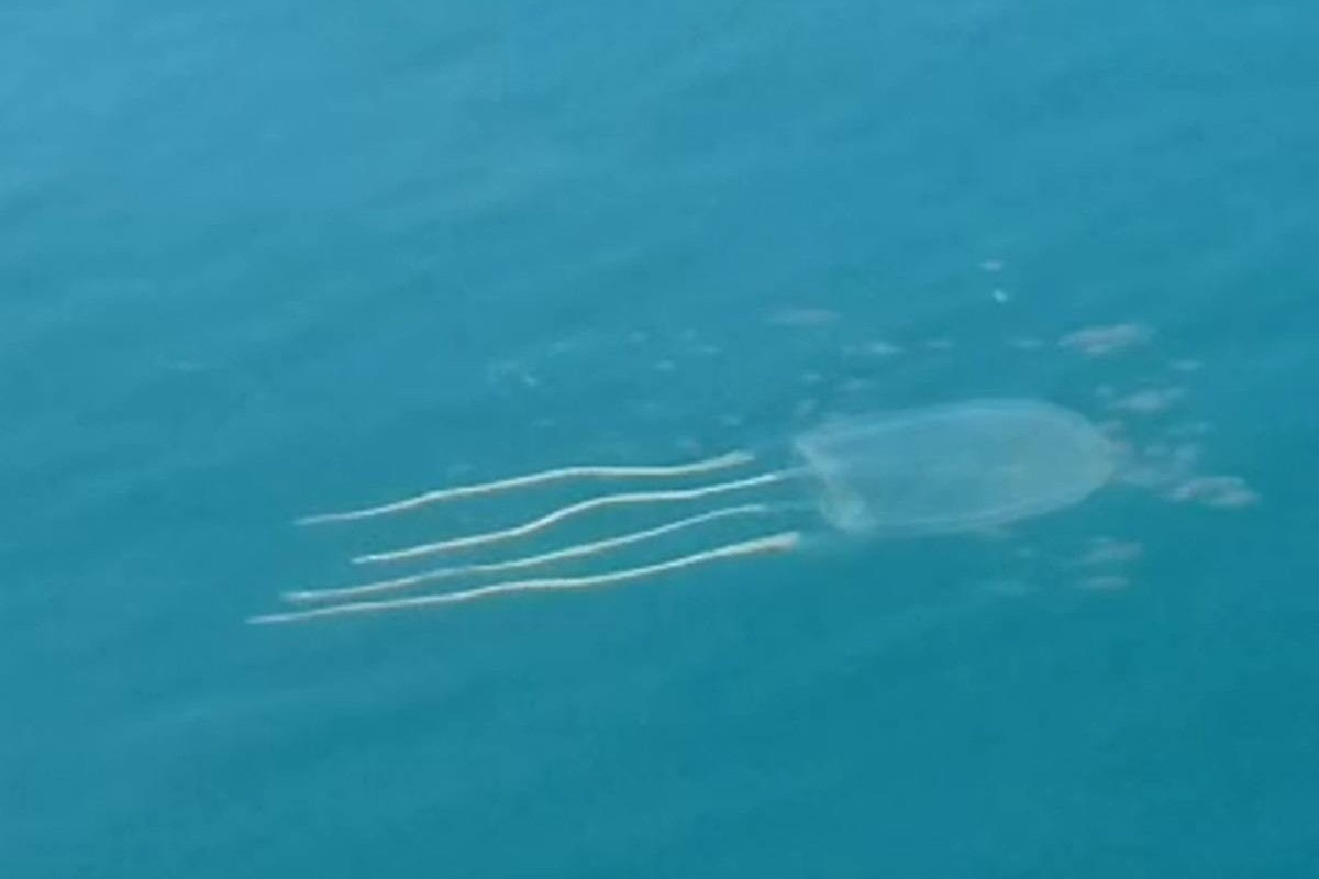 Pescador flagra água-viva gigante rara no litoral de Santa Catarina 