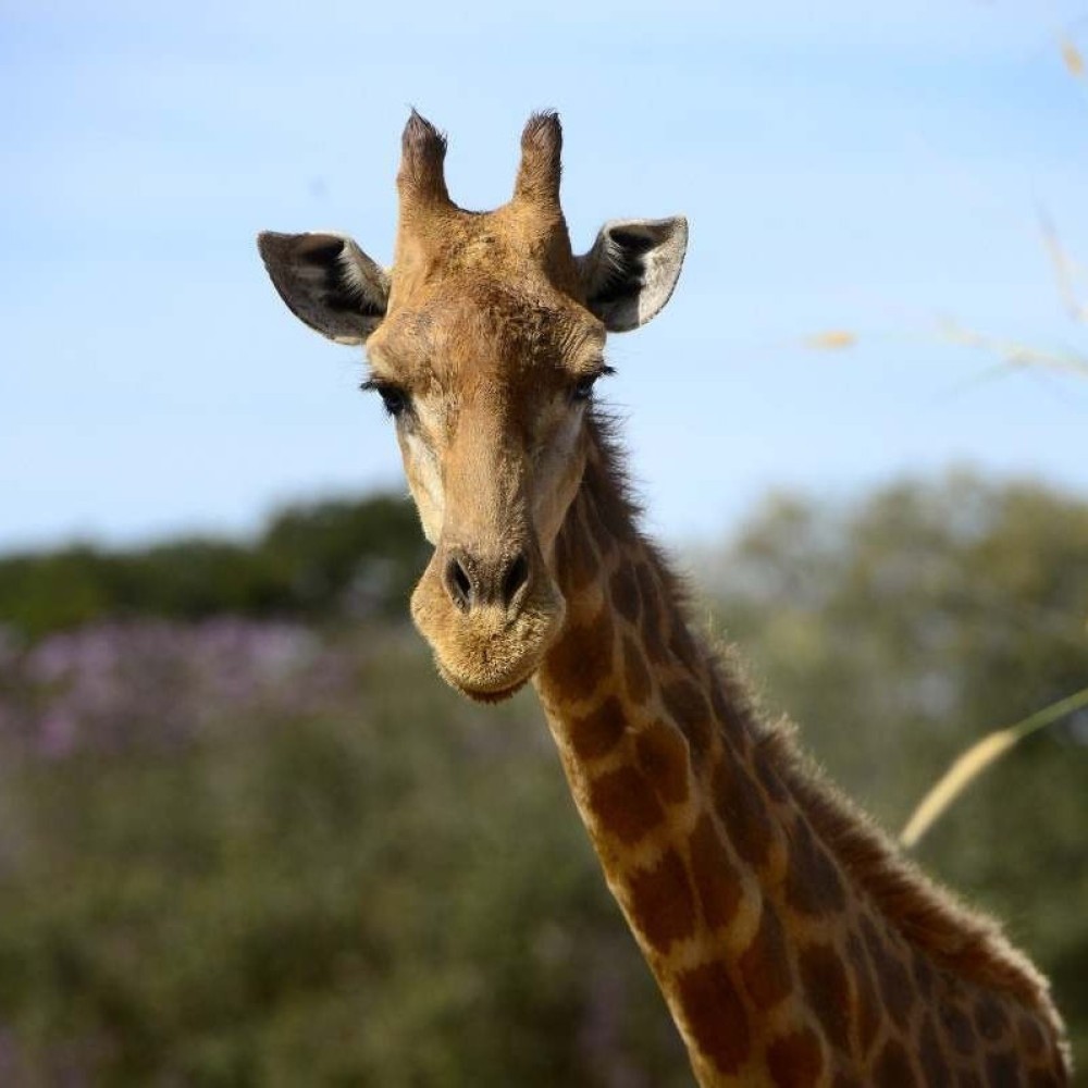 Dia Mundial da Girafa celebra o animal ameaçado de extinção